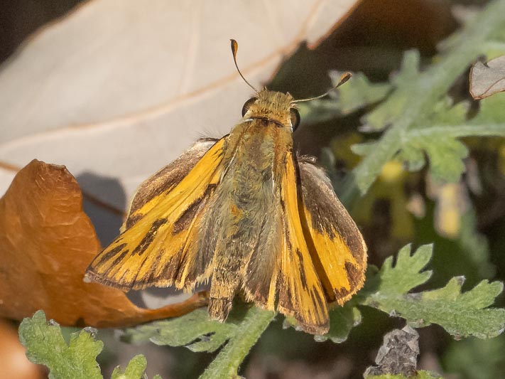 Hylephila phyleus (Fiery Skipper).jpg